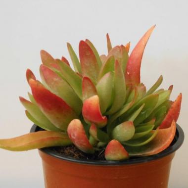 Crassula capitella campfire